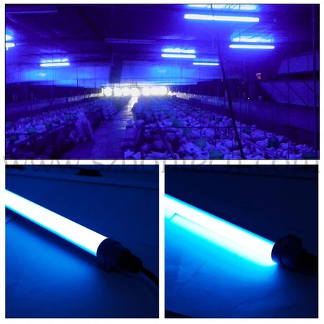 blue light for poultry
