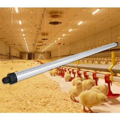 LUZ LED PARA AVES DE CORRAL T12