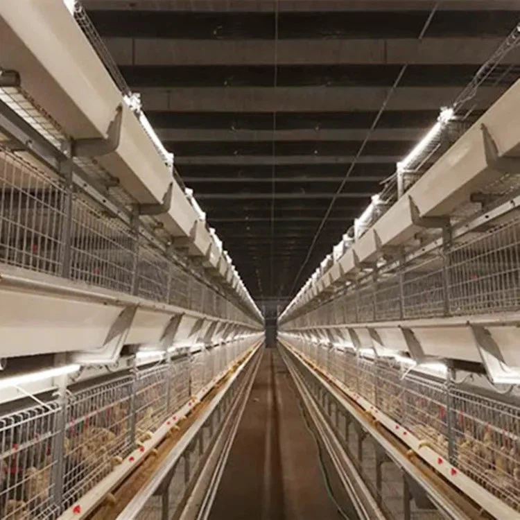 Chicken Light coop Chicken Light coop