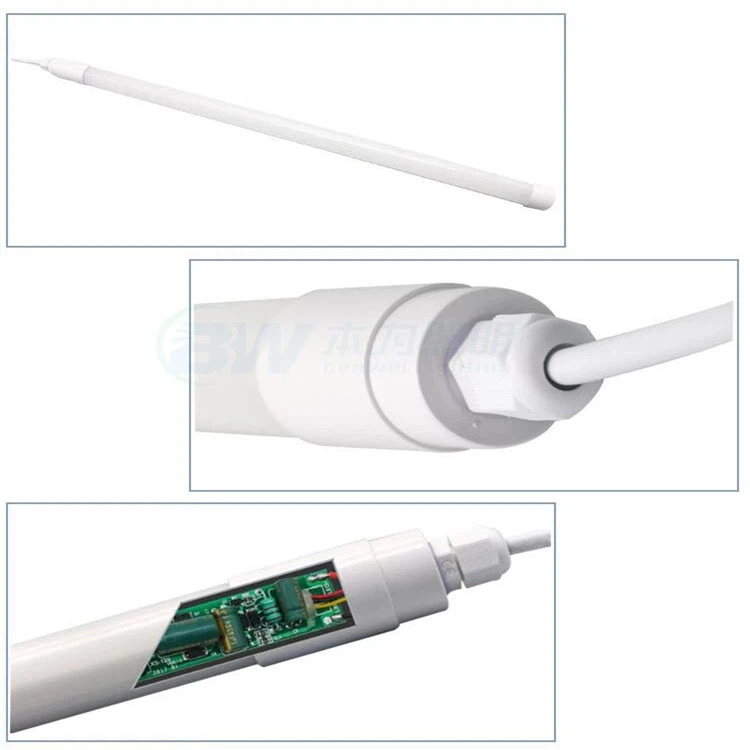 Egg-laying Hen Light 4