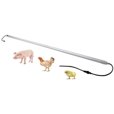 Luz LED para aves de corral-sin parpadeo